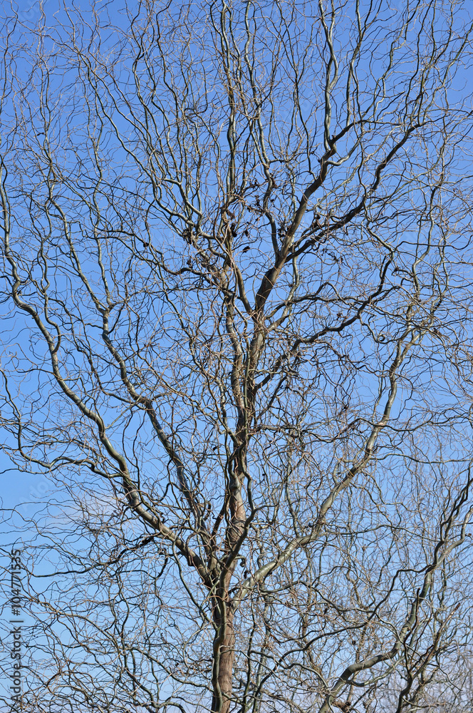 Willow tree branch in the spring Willow tree branch in the spring