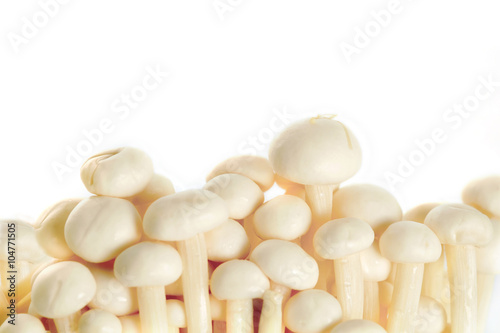 Enoki mushroom / Enoki mushroom on white background.