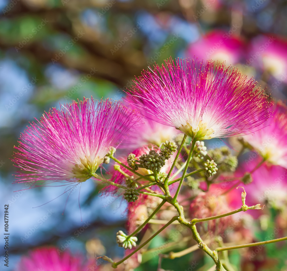 albizia-julibrissin-with-pink-flowers-stock-photo-adobe-stock