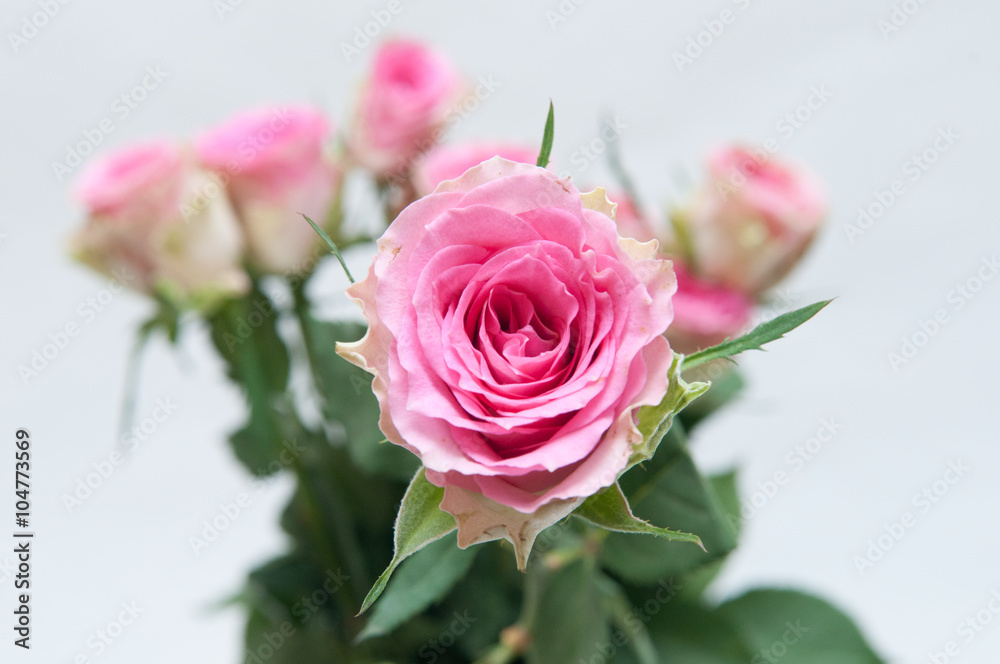 Fototapeta premium Arranged pink roses