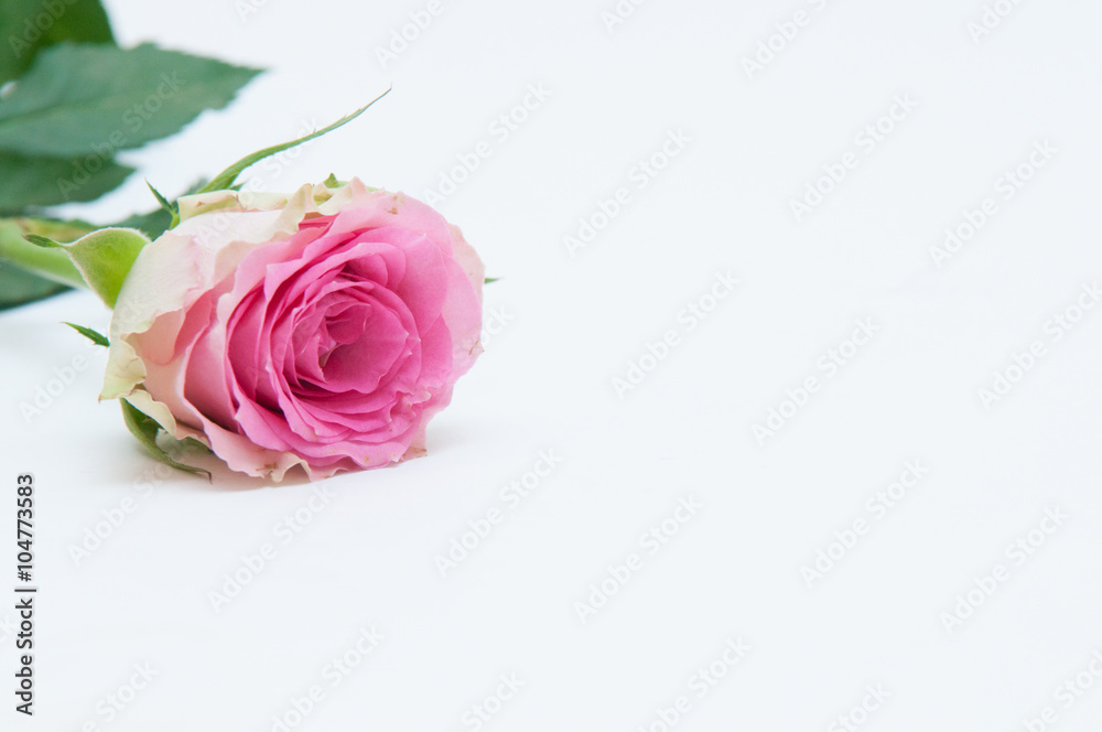 Fototapeta premium single pink rose