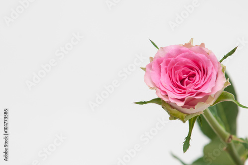 single pink rose