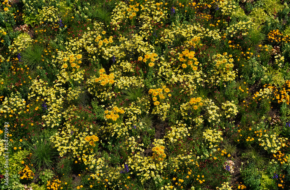 Obraz premium Blumenteppich in Gelb
