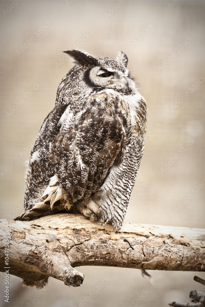 great horned owl great horned owl