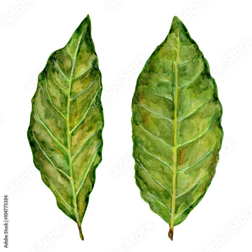 Bay leaf watercolor illustration on the white background