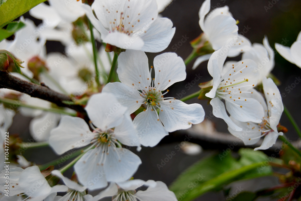 Obraz premium The blossoming trees, cherry gardens