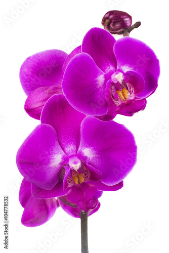 Pink streaked orchid flower  isolated