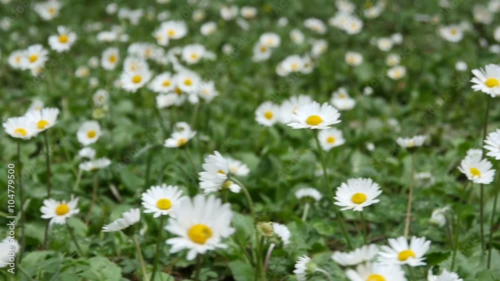 Wild chamomile flowers on a field on a sunny day Wild chamomile flowers on a field on a sunny day