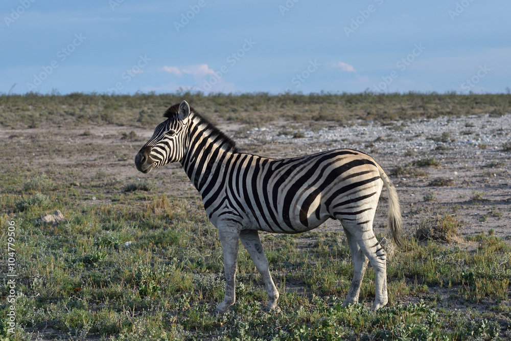 Naklejka premium Zebra in Etosha, Namibia