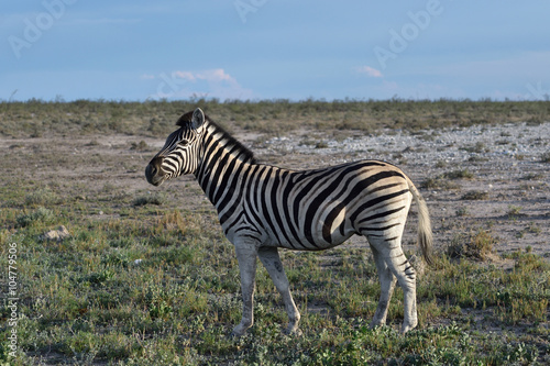 Zebra in Etosha  Namibia