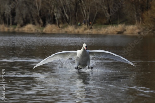 Mute Swan (Cygnus olor) is landing on water.