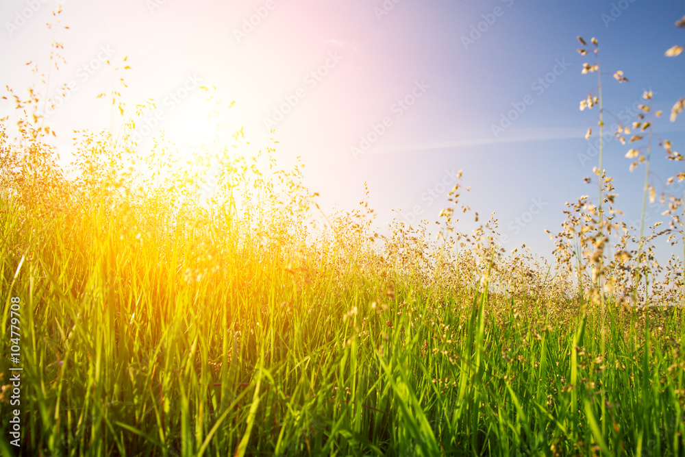 Obraz premium sunset and grass