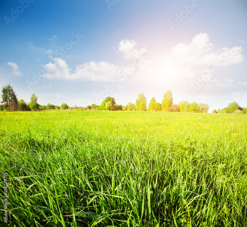 Bilde på lerret green field and beautiful sunset