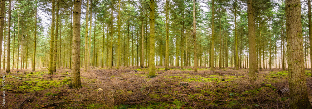 Waldweg