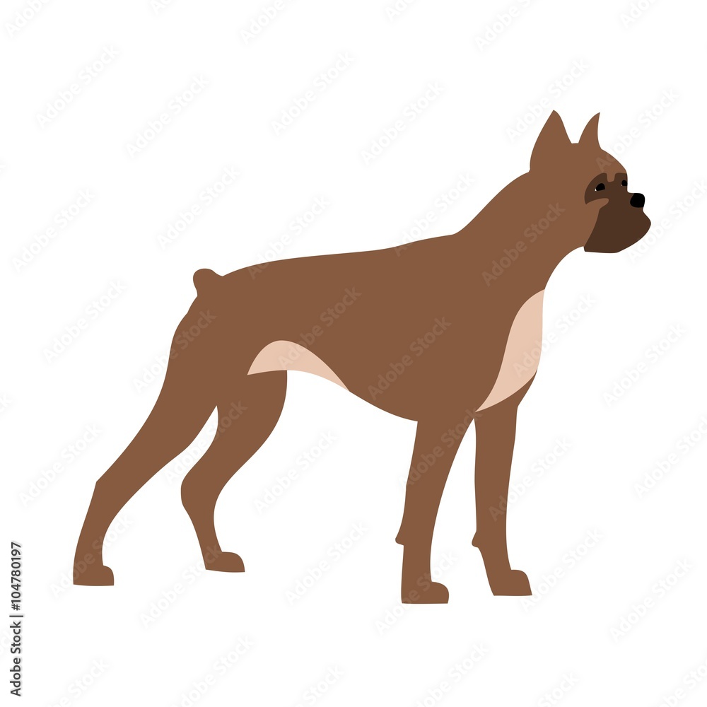 boxer dog boxer dog