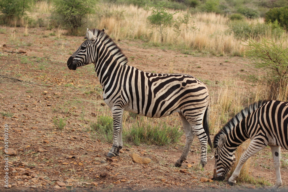 Fototapeta premium Zebras