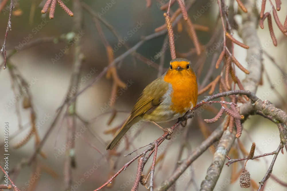 Close up view of European robin Close up view of European robin