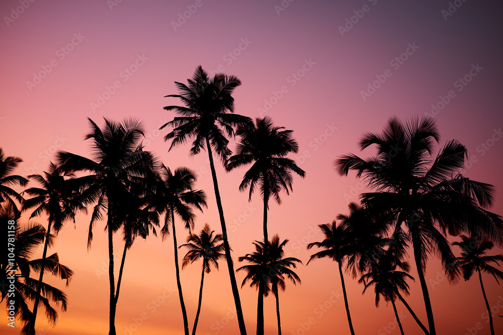 Tropic vew of beautiful coral sunset
