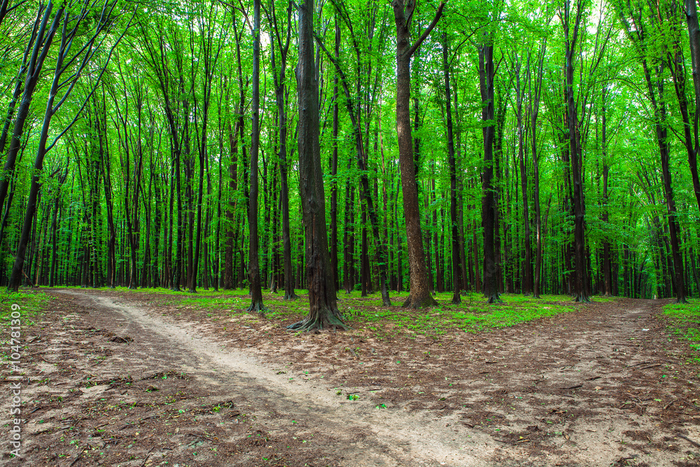 Fototapeta premium beautiful green forest