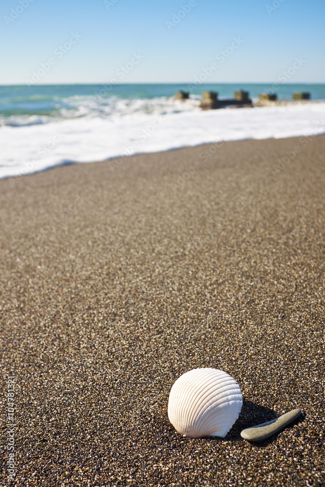 Seashell on the beach under blue sky Seashell on the beach under blue sky
