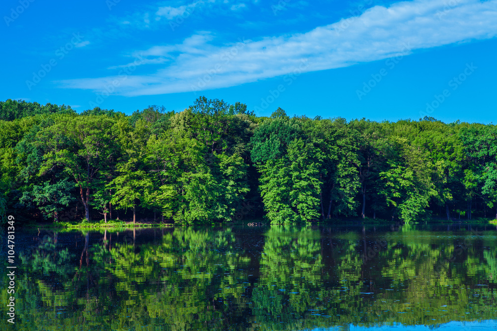 Picturesque forest and the river
