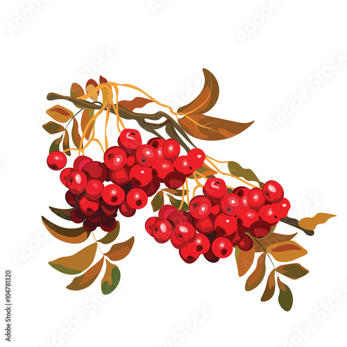 Red Viburnum berries branch. Vector