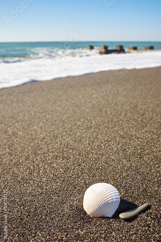 Seashell on the beach under blue sky