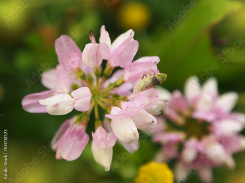 Pink flowers blurry background. Spring flower background
