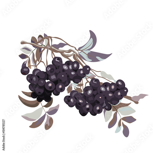 Black Viburnum berries branch. Vector