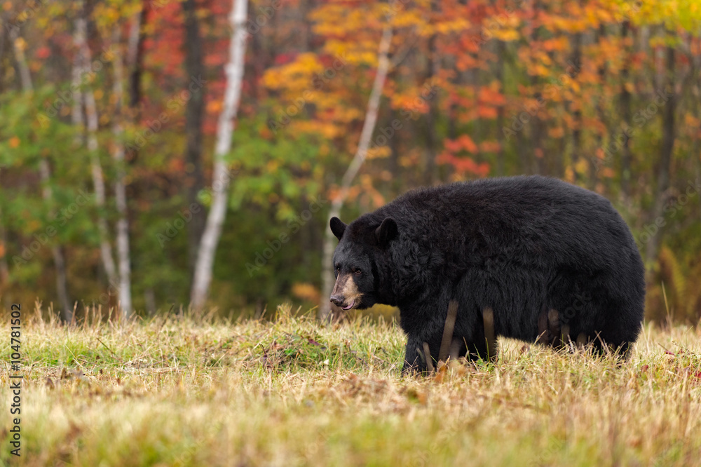 Fototapeta premium Black Bear (Ursus americanus) Looking Left in Field