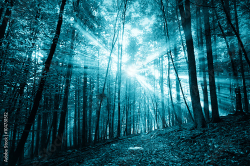 Fototapeta Naklejka Na Ścianę i Meble -  Spooky dark blue colored sunlight in foggy forest with path.