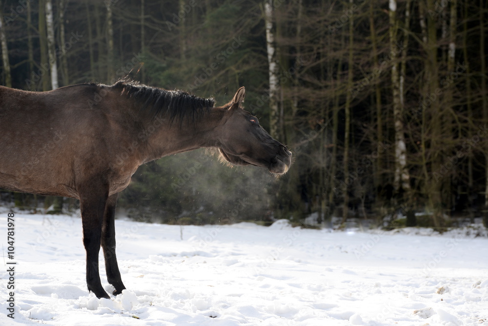 Shake it, Quarter Horse in the snow Shake it, Quarter Horse in the snow