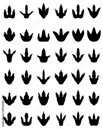 Black footprints of dinosaurs on a white background, vector