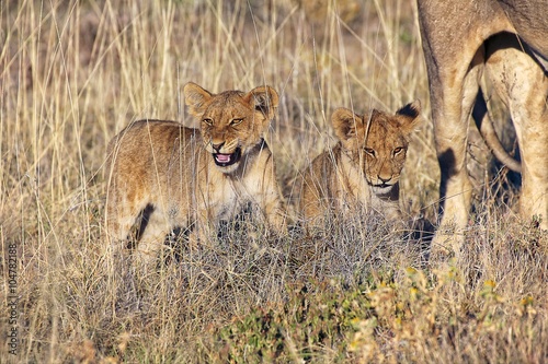 lions cub at etosha national park namibia africa