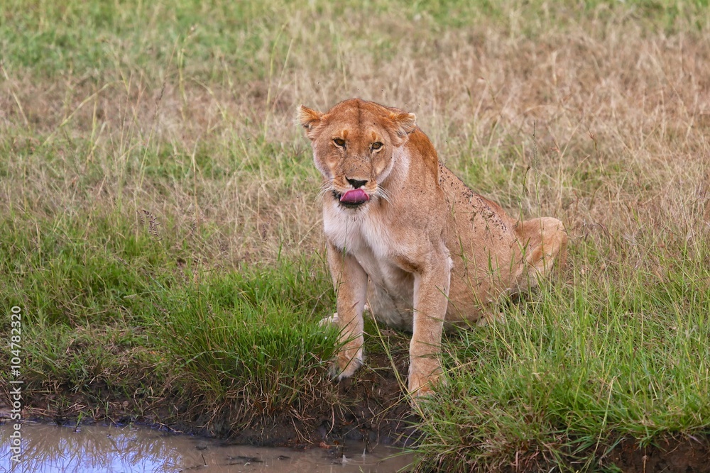 lioness drinking at the masai mara national park kenya lioness drinking at the masai mara national park kenya