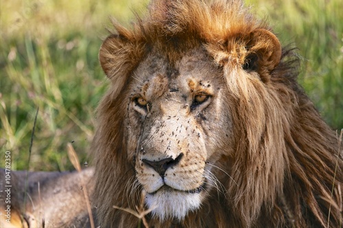 portrait of a beautiful lion at the masai mara national park
