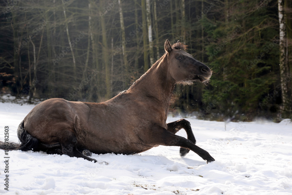 nach dem Wälzen, Pferd auf der Weide steht auf nach dem Wälzen, Pferd auf der Weide steht auf