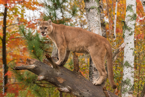 Adult Male Cougar (Puma concolor) Tongue Out