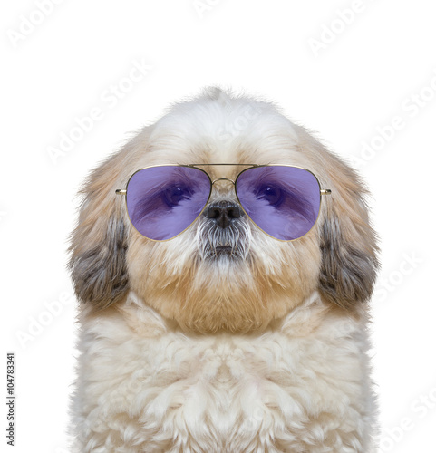 cute dog is wearing fashionable glasses