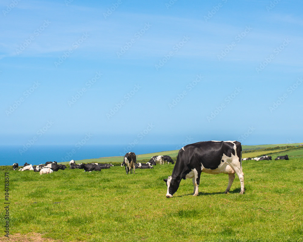 Grazing Cows