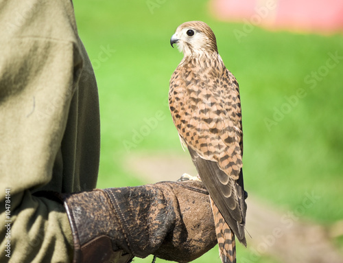 Medieval hunting bird