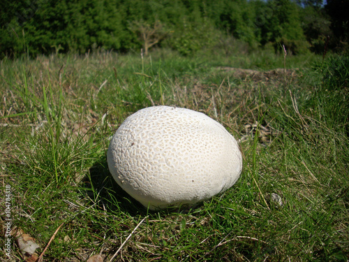 Photos Giant puffball fungus