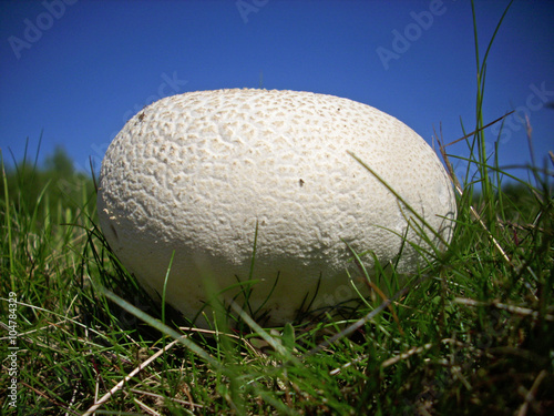 Obraz na plátně Giant puffball fungus