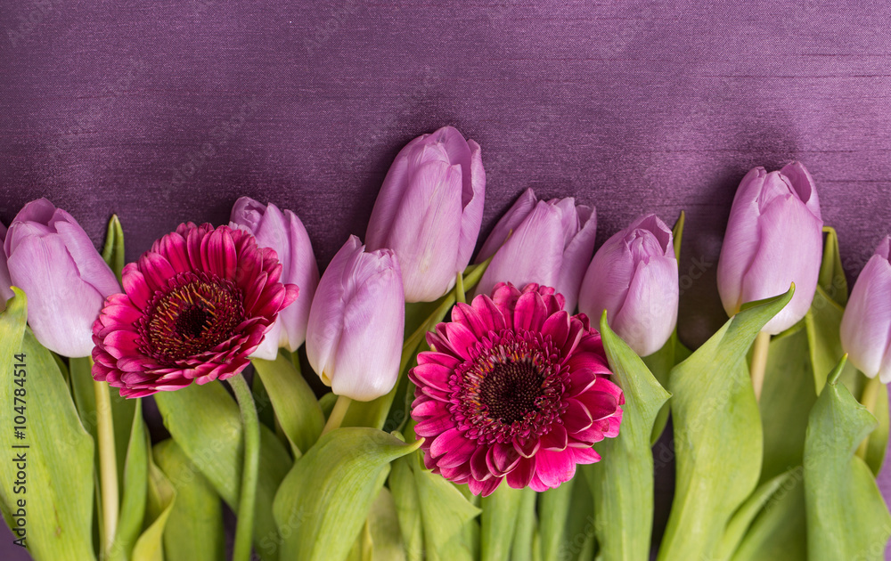 Wiosenny bukiet kwiatów z tulipanów i gerber  w pastelowych różowych kolorach na fioletowym tle - obrazy, fototapety, plakaty 