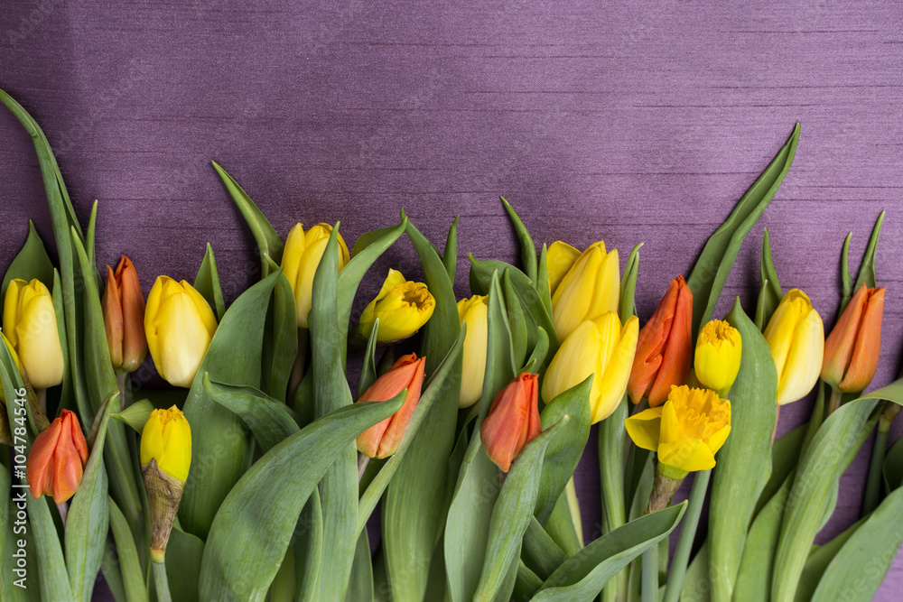 Wiosenny bukiet kwiatów z żółtych i czerwonych tulipanów oraz żonkili  w na fioletowym tle - obrazy, fototapety, plakaty 