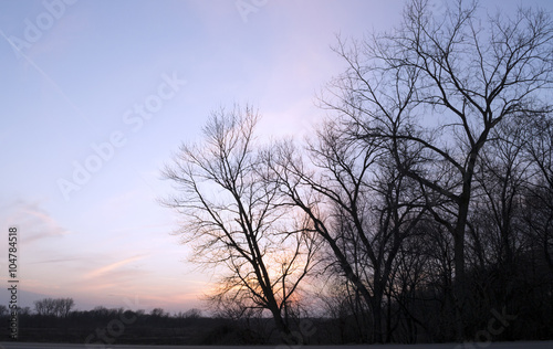 Tree Silhouette in Pink & Blue Sunset Sky