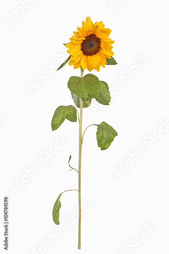 Fototapeta Naklejka Na Ścianę i Meble -  Sonnenblume-Freisteller