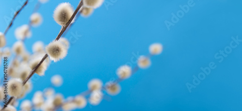 Photos willow catkins against blue background, shallow depth of field