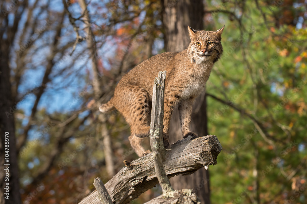 Naklejka premium Bobcat (Lynx rufus) Balances on Branch