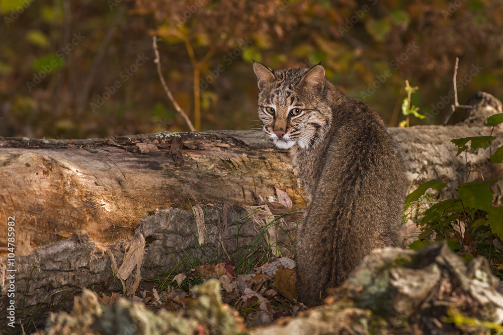 Bobcat (Lynx rufus) Looks Back